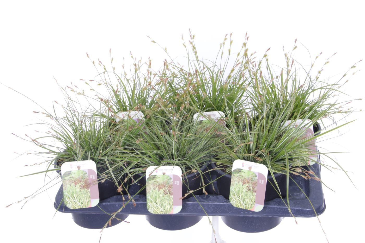 Carex oshimensis 35cm 17cm Pot