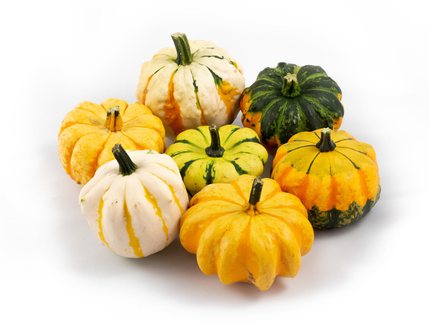Cucurbita Daisy Gourd 8cm 7cm Pot