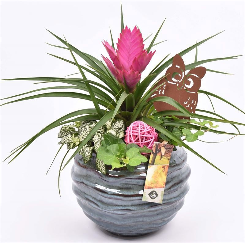 Indoor arrangement 16cm Pot