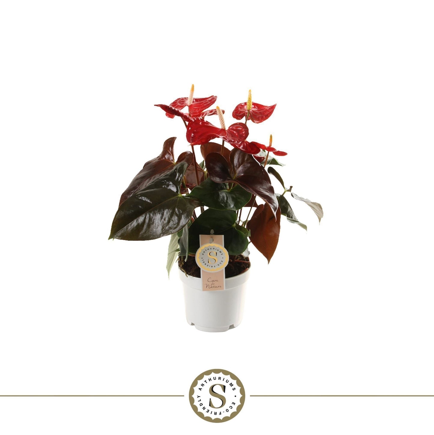 Anthurium Coral Champion 40cm 12cm Pot