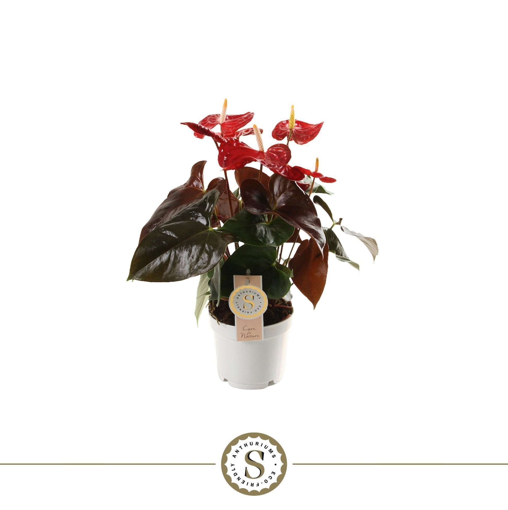 Anthurium Coral Champion 40cm 12cm Pot