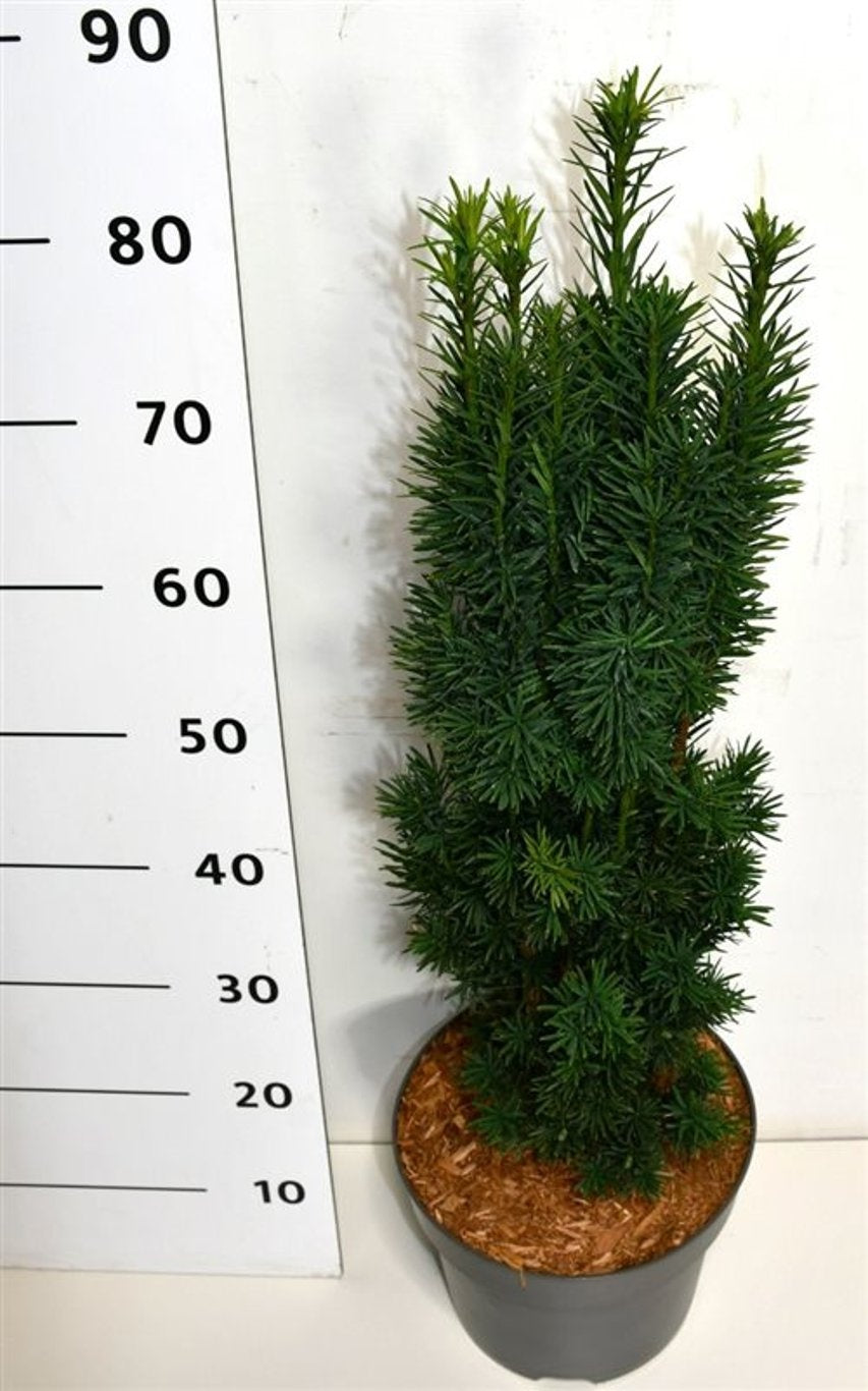 Taxus Fastigiata Robusta 75cm 26cm Pot