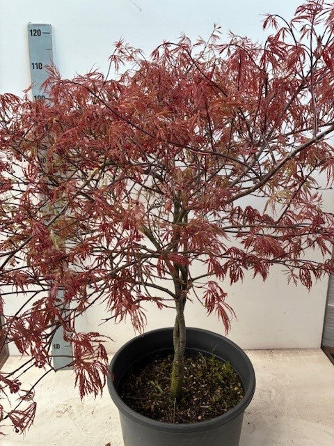 Acer Garnet 100cm 38cm Pot