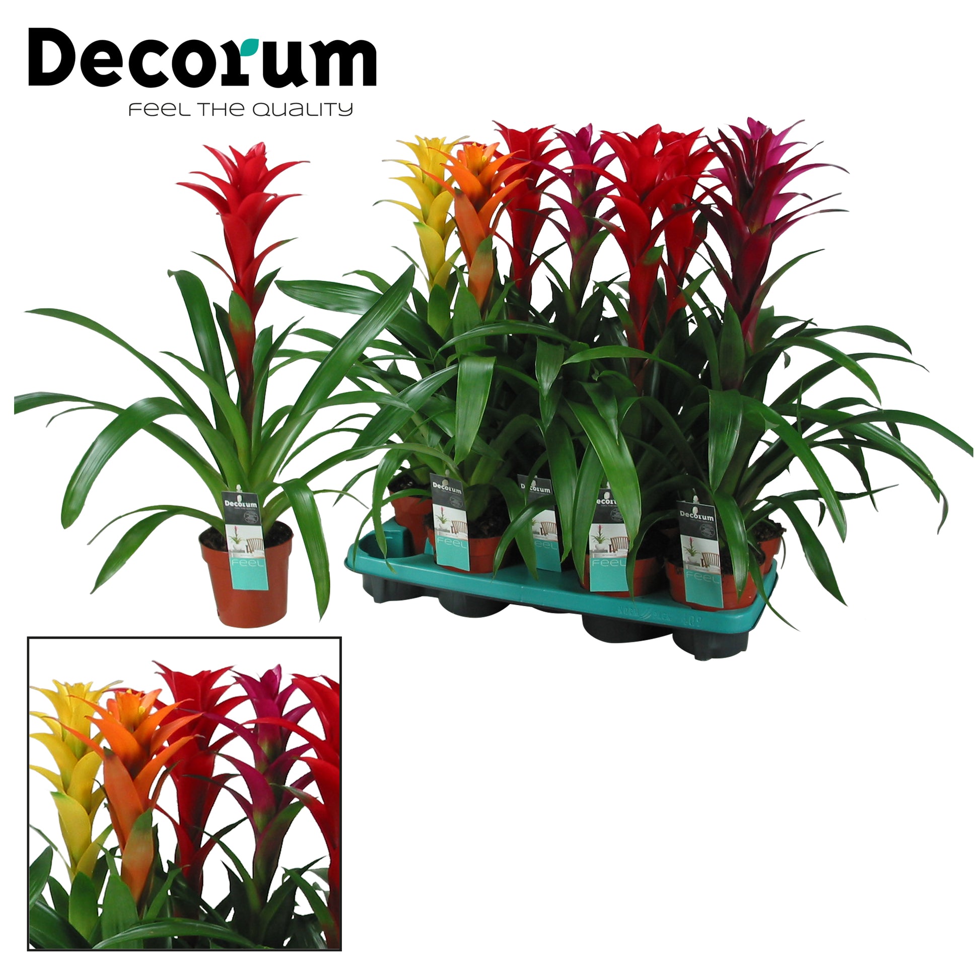 Guzmania mix 60cm 13cm Pot