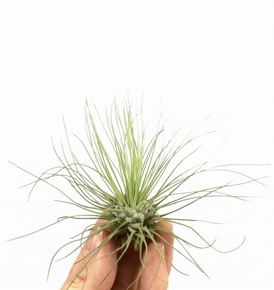 Tillandsia ionantha 10cm 6cm Pot