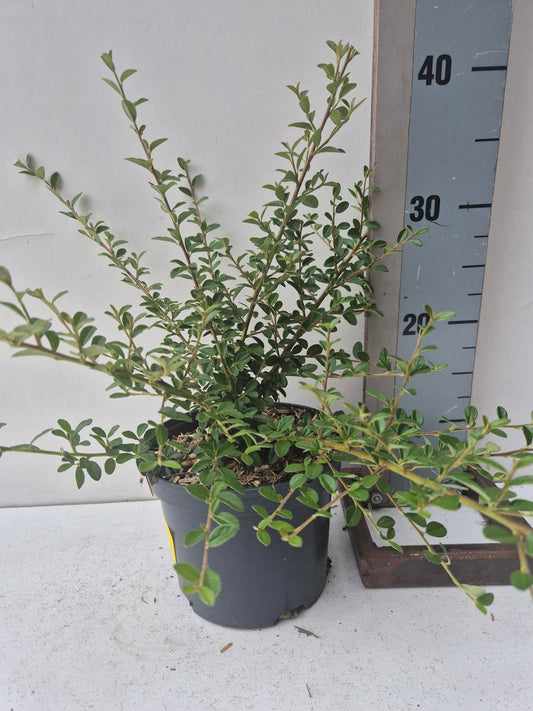 Roessel Tuinpl. VOF, B. v. Cotoneaster sue. Coral Beauty Pack of 6