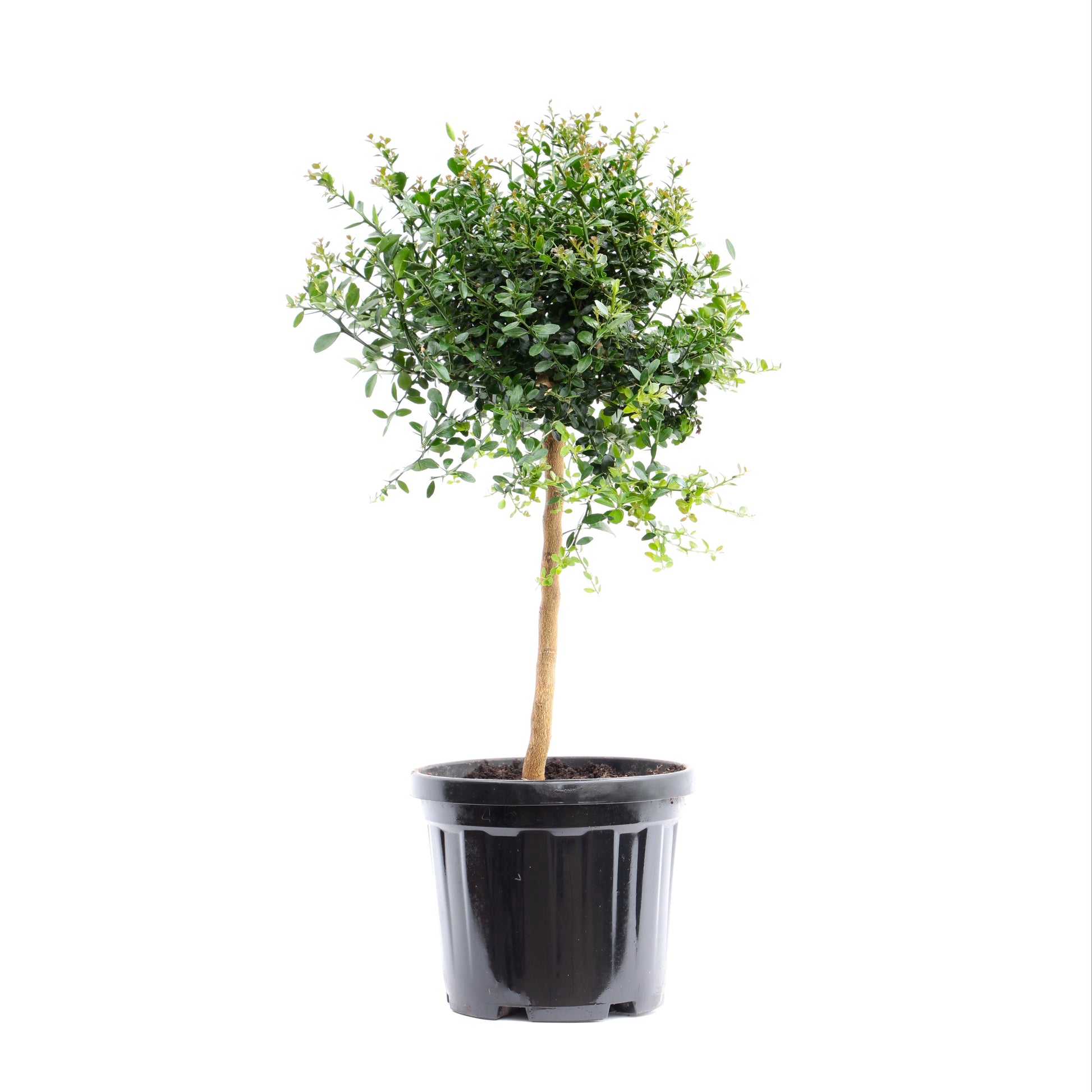 Citrus microcarpa 58cm 22cm Pot