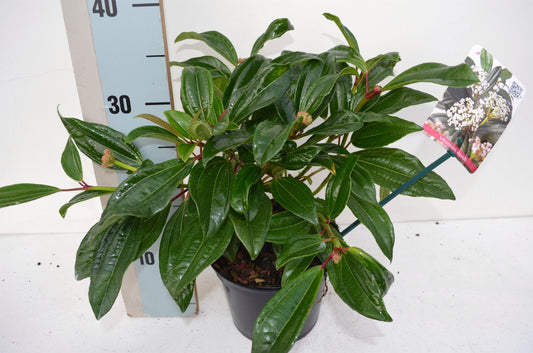 Roessel Tuinpl. VOF, B. v. Viburnum davidii Pack of 6