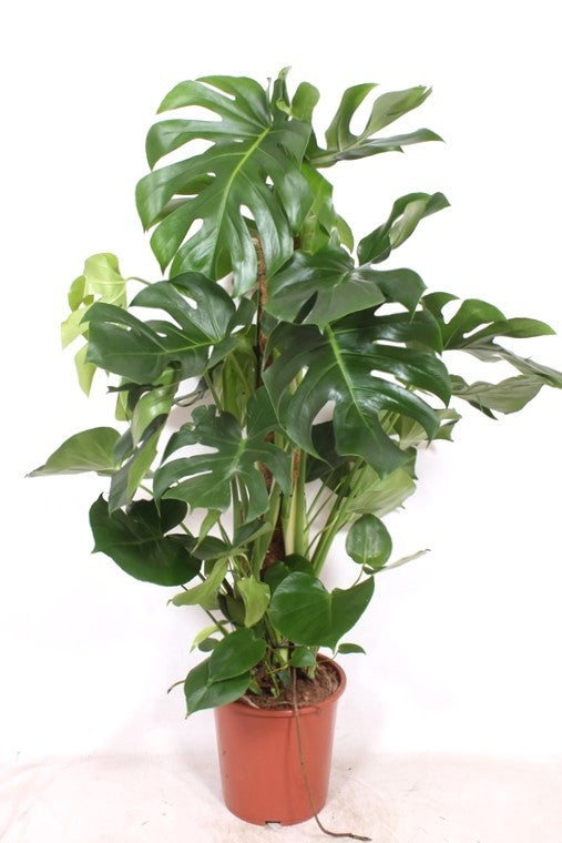 Monstera deliciosa 120cm 27cm Pot