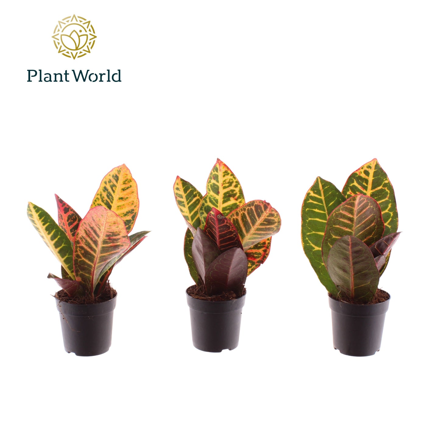Codiaeum Petra 20cm 7cm Pot