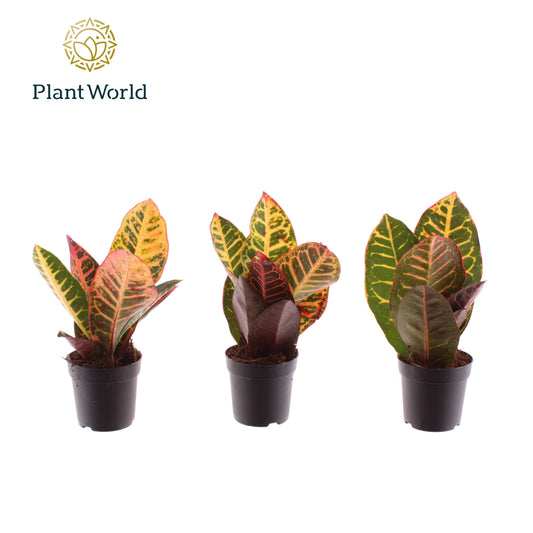 Codiaeum Petra 20cm 7cm Pot