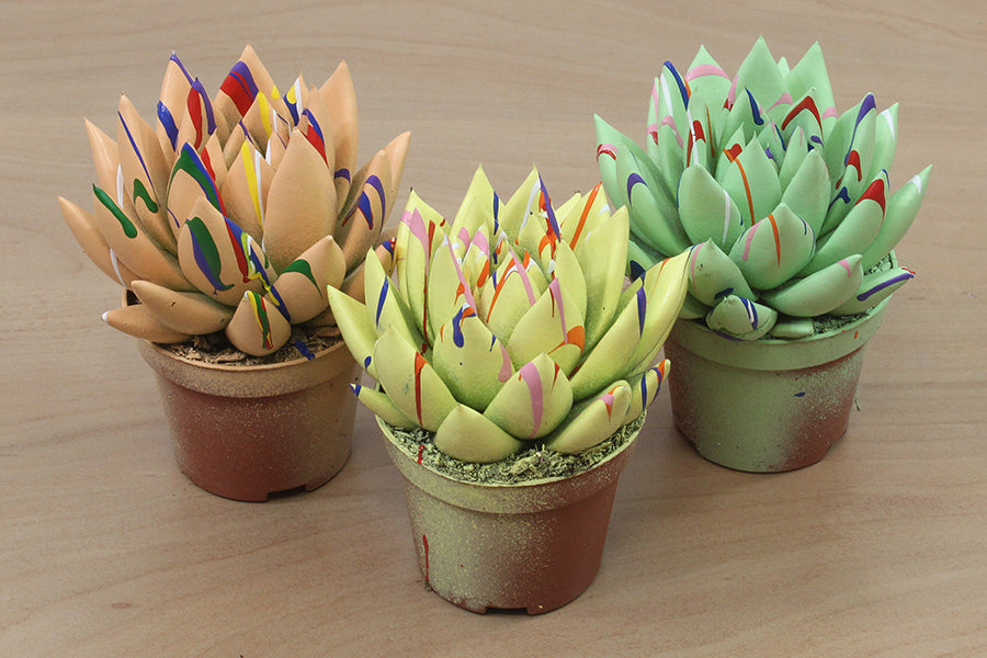 Echeveria colored Splash mix 8cm 6cm Pot
