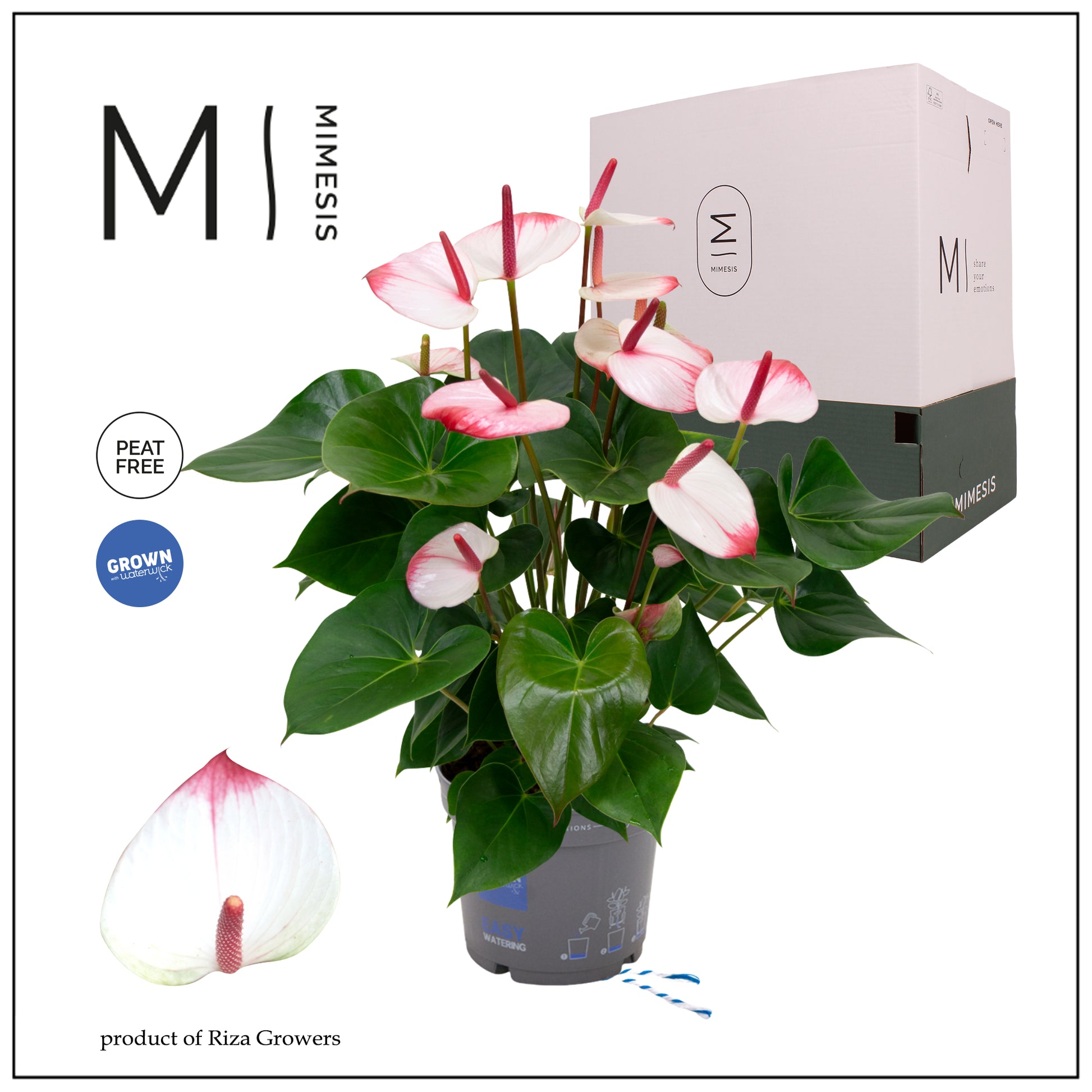 Anthurium Karma Hot Lips 55cm 17cm Pot