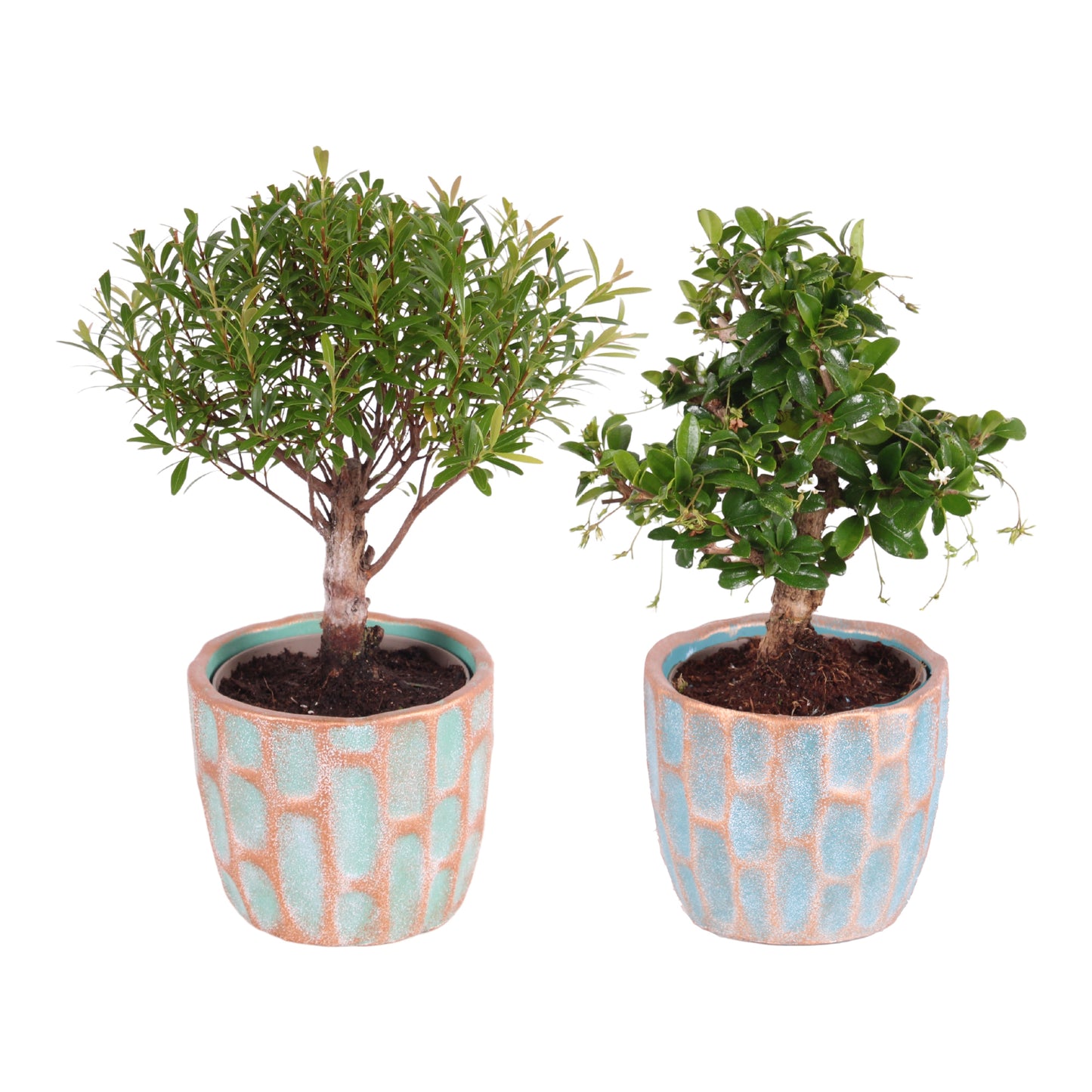 Bonsai mix 30cm 10cm Pot