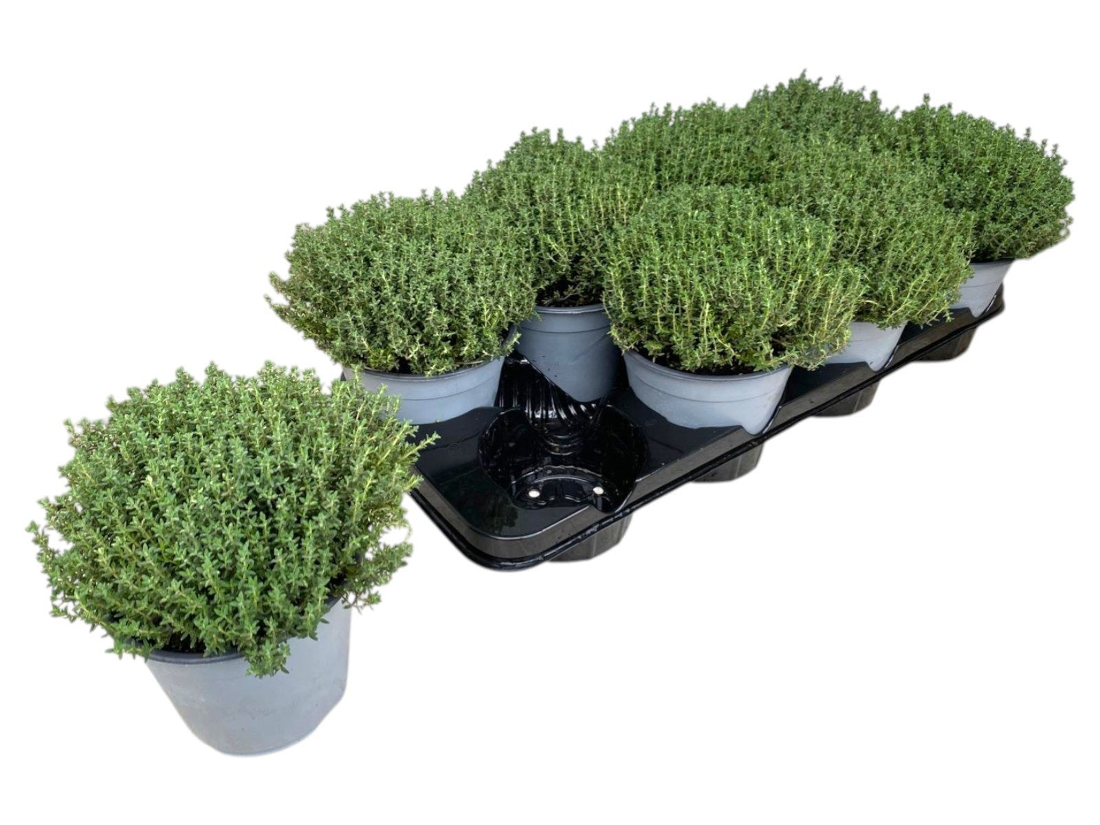 Thymus vulgaris (Thyme) 25cm 14cm Pot