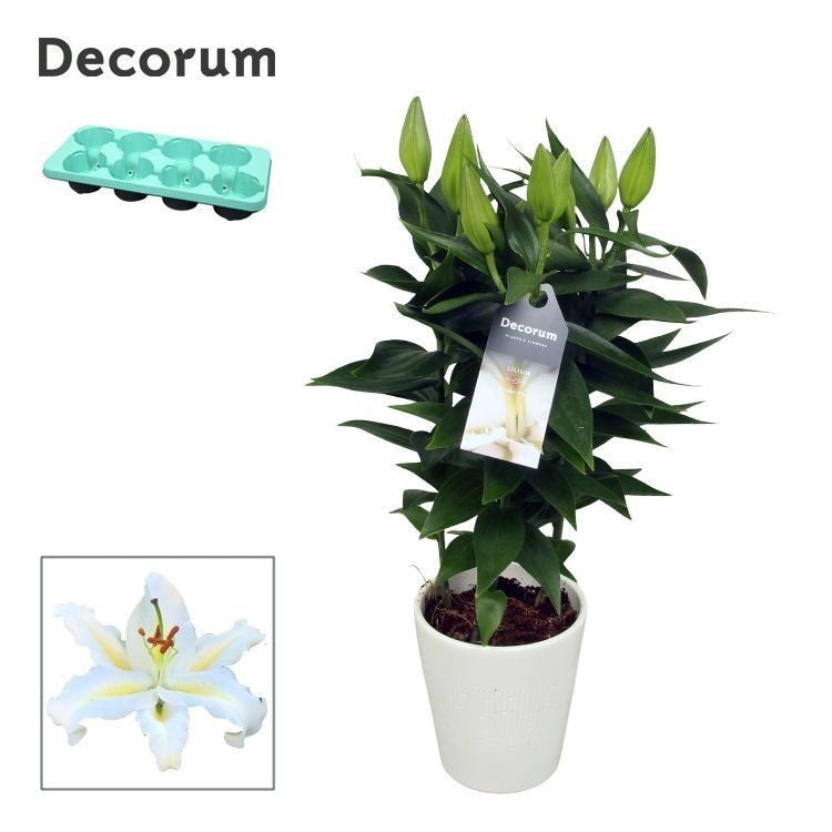 Lilium Oxygen 40cm 13cm Pot