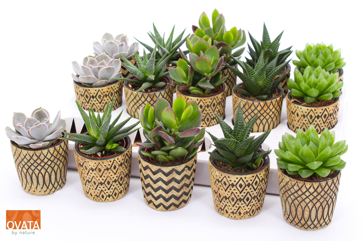 Succulent mix 9cm 7cm Pot