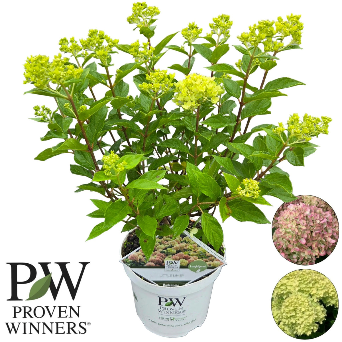 Hydrangea pan. Little lime 50cm 19cm Pot