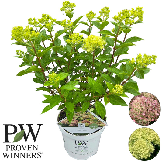 Hydrangea pan. Little lime 50cm 19cm Pot