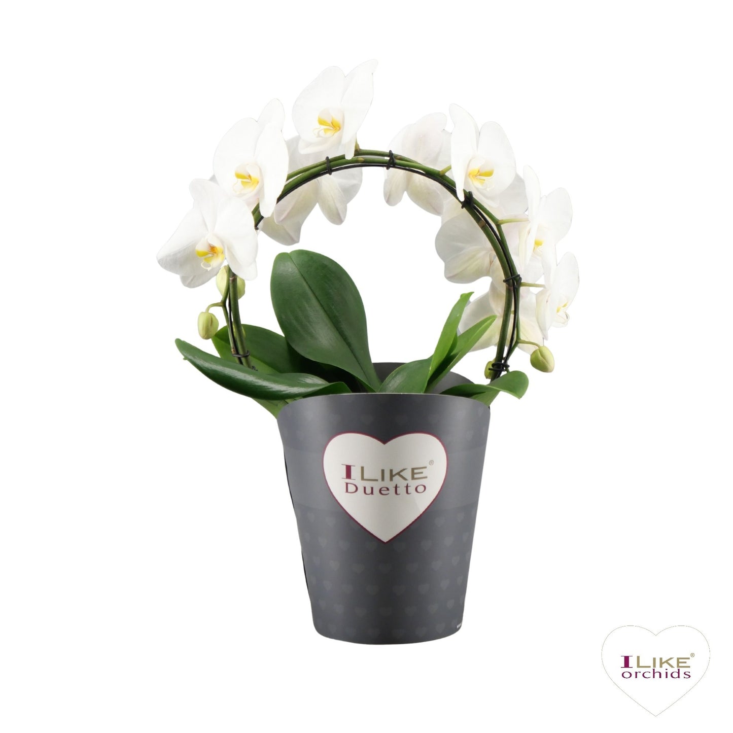 Phalaenopsis white hoop 60cm 17cm Pot