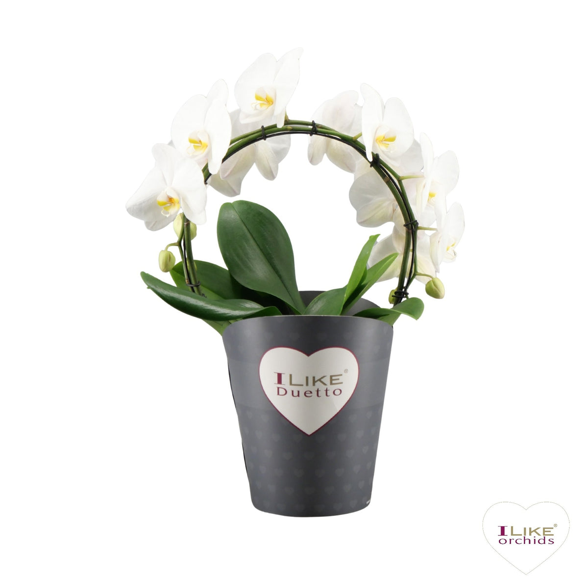 Phalaenopsis white 60cm 17cm Pot