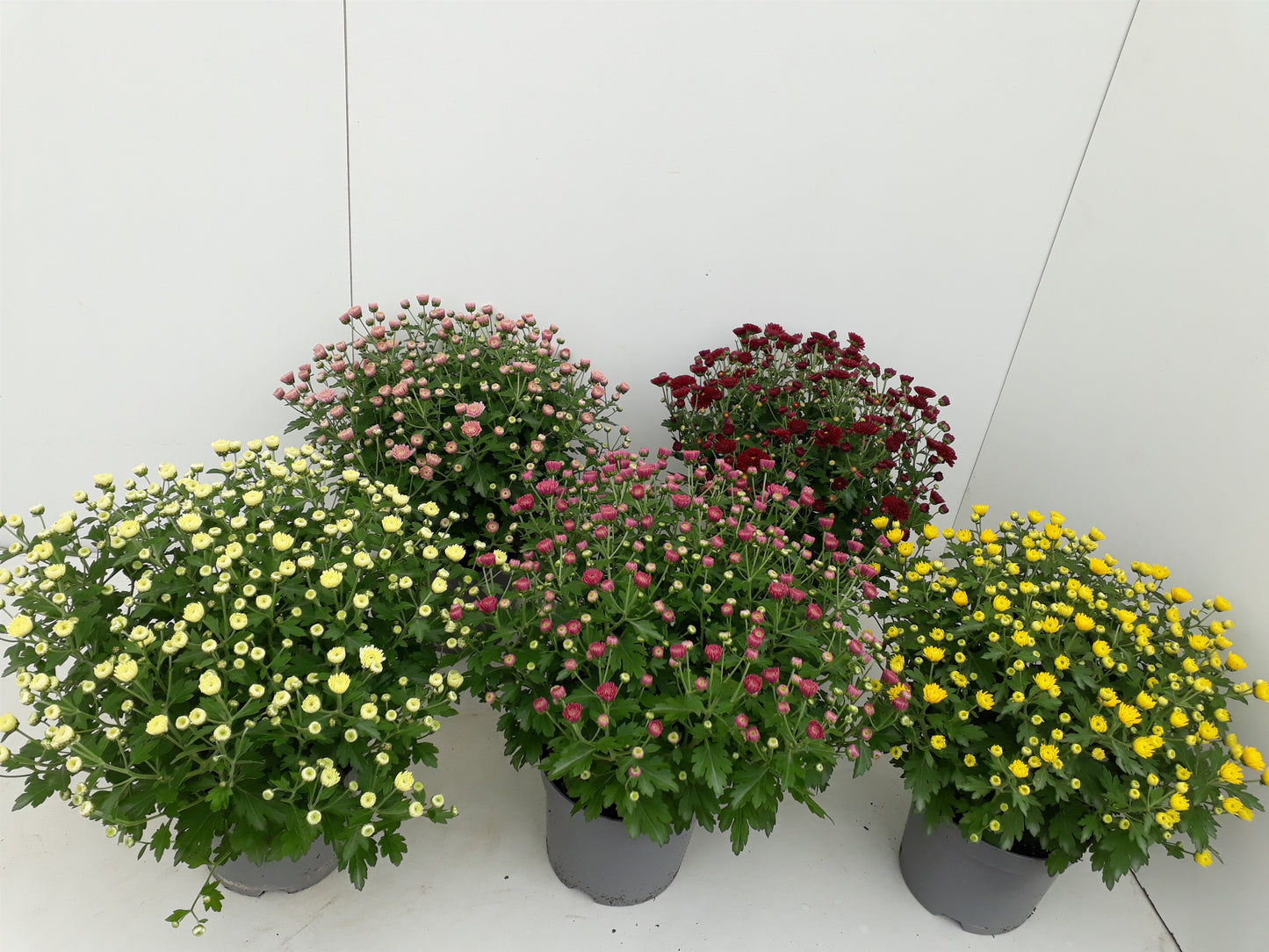 Chrysanthemum bol mixkar 25cm 14cm Pot