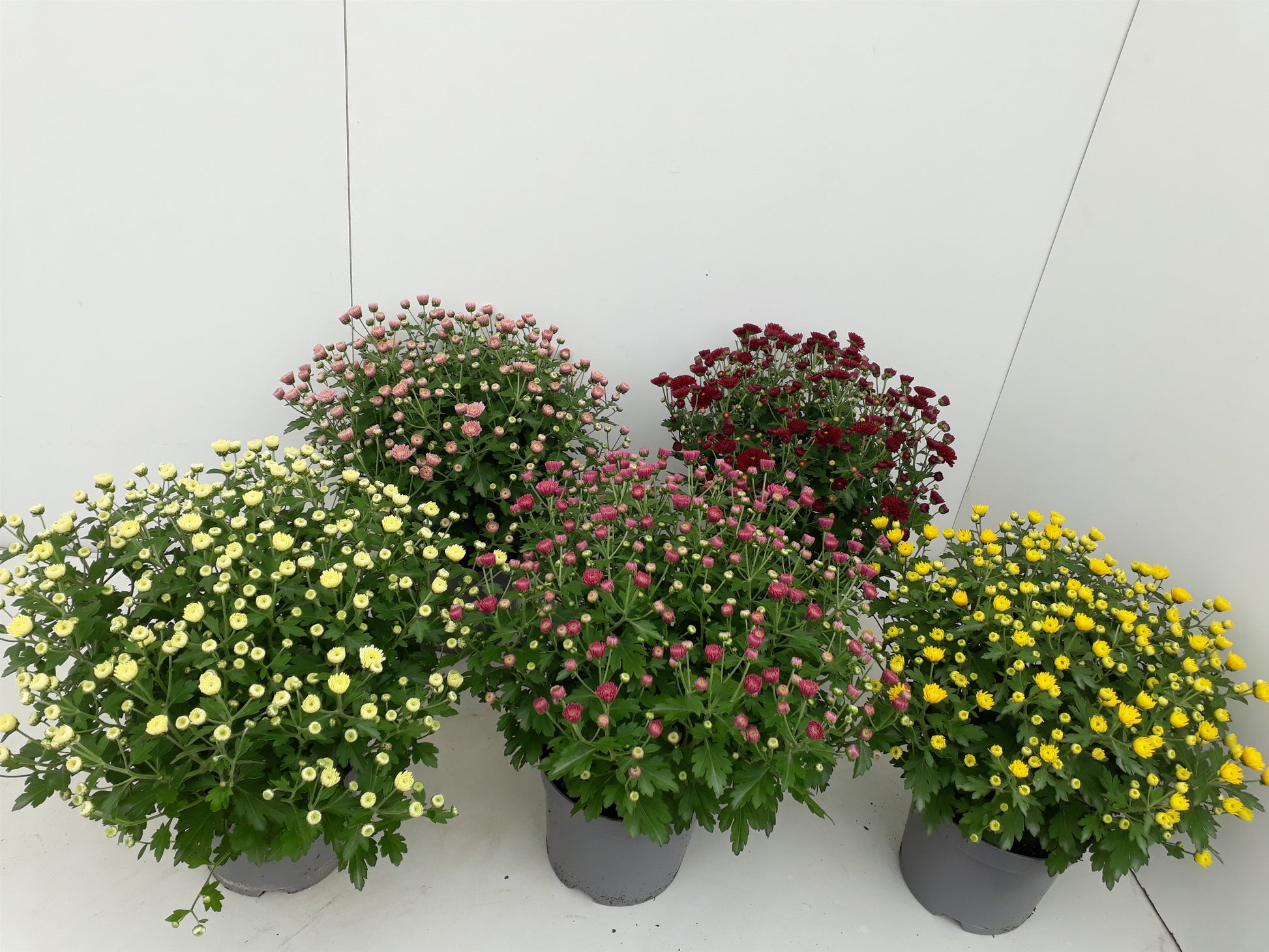 Chrysanthemum bol mixkar 25cm 14cm Pot
