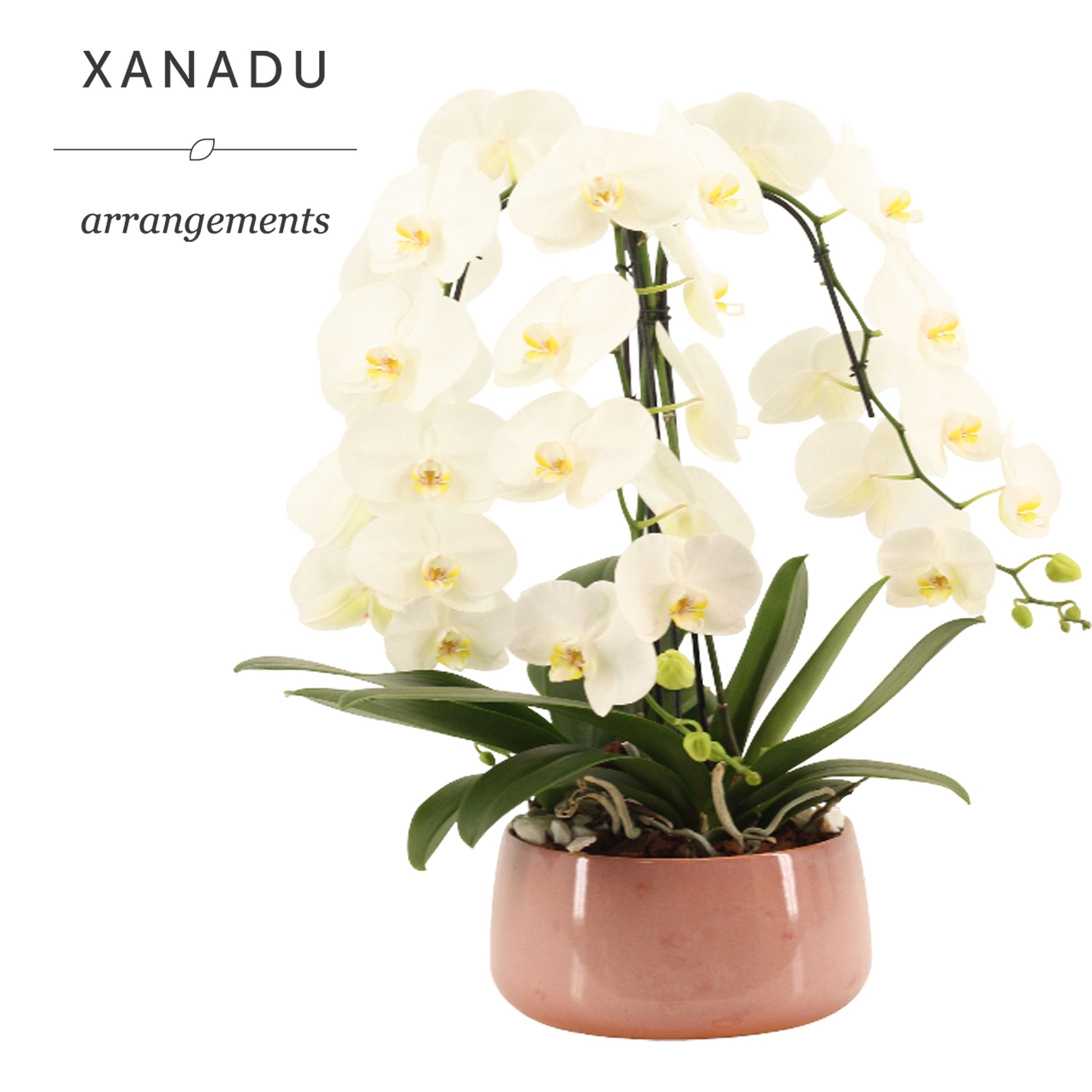 Xanadu Dhaka 60cm 24cm Pot