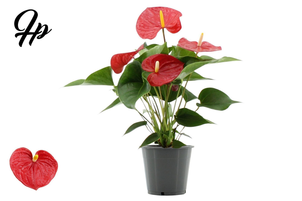 Anthurium Everio 40cm 12cm Pot