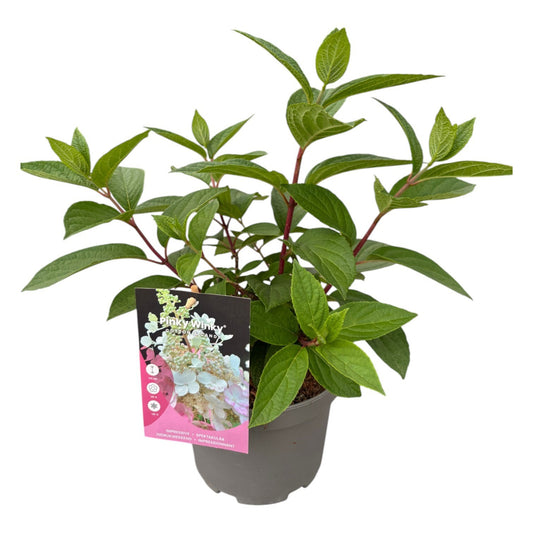 Hydrangea paniculata 30cm 19cm Pot