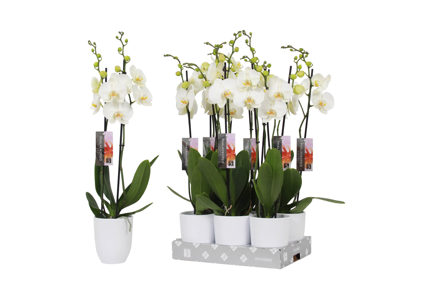 Phalaenopsis white (+ drp.ceramic) 60cm 12cm Pot