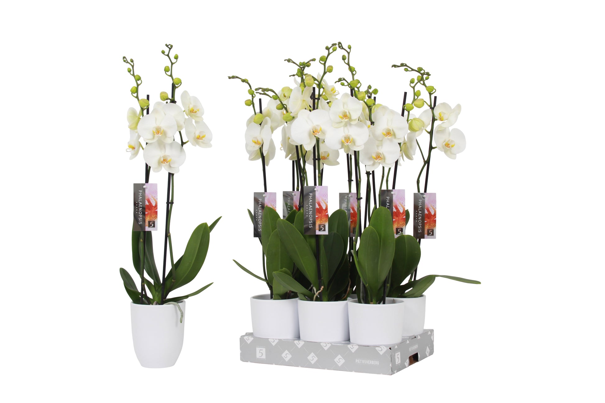 Phalaenopsis white (+ drp.ceramic) 60cm 12cm Pot