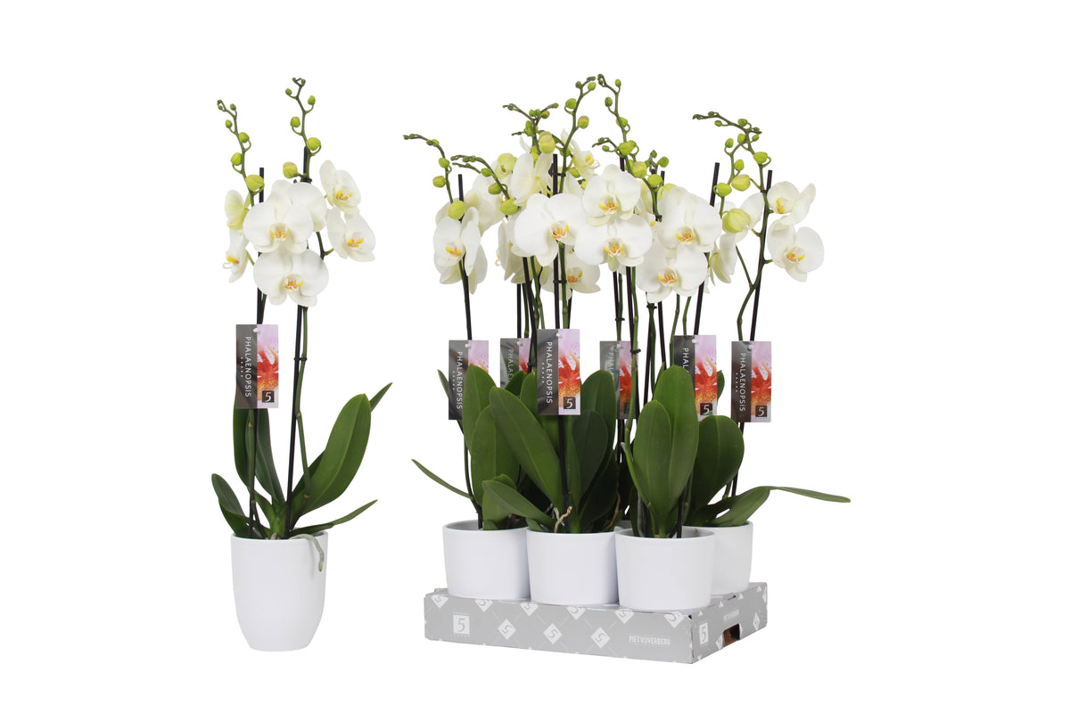 Phalaenopsis white (+ drp.ceramic) 60cm 12cm Pot
