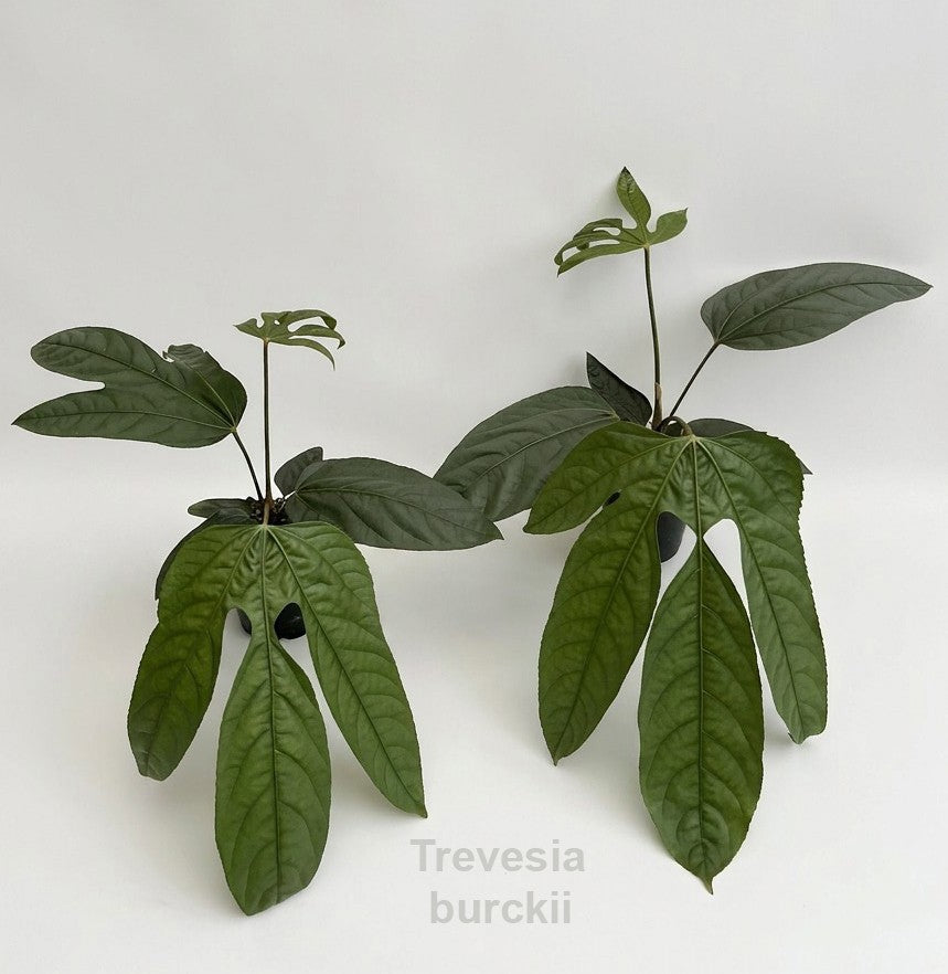 Plants 50cm 14cm Pot