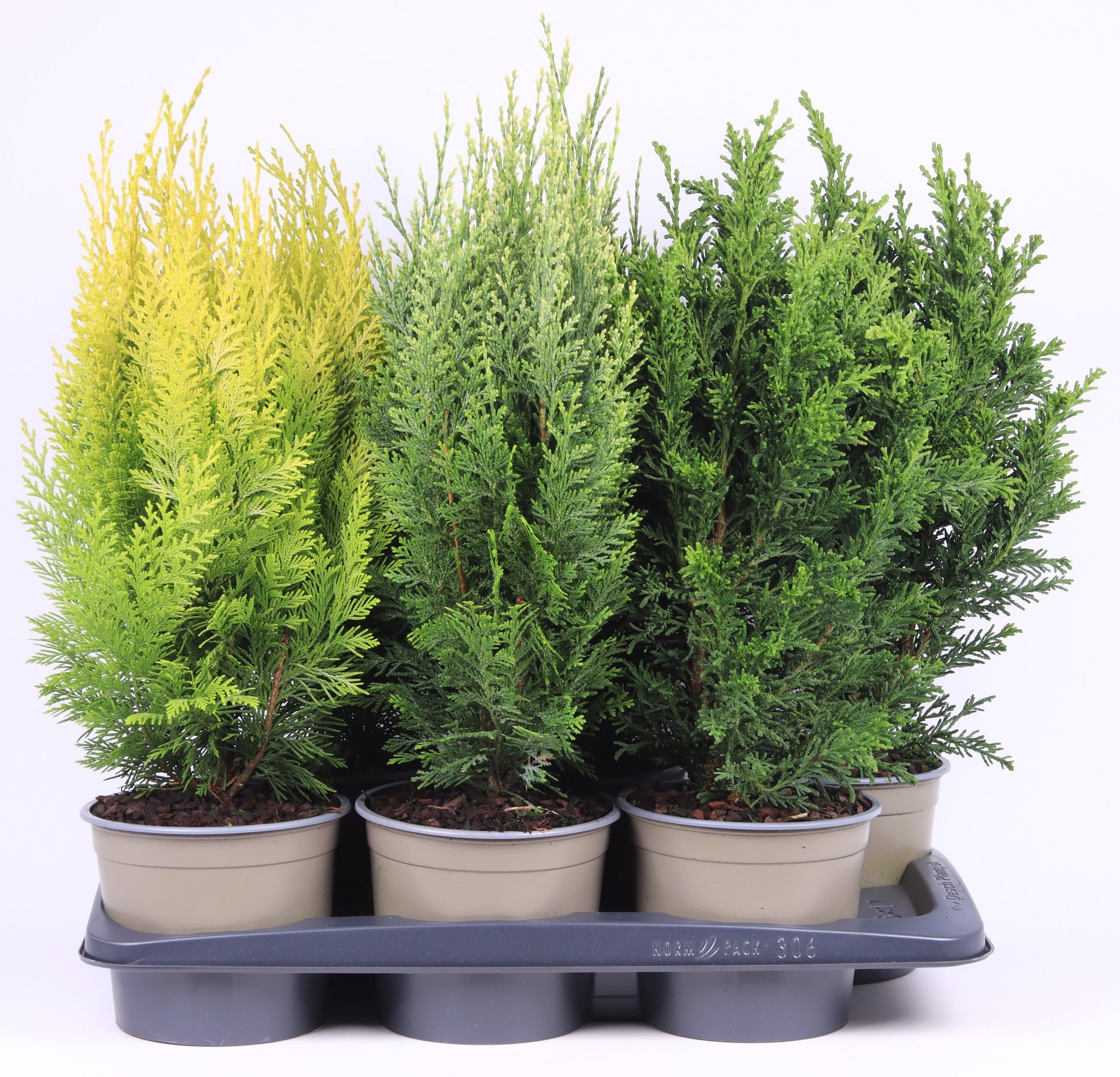 Conifer mix 60cm 17cm Pot