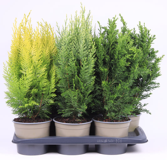 Conifer upright mix 60cm 17cm Pot
