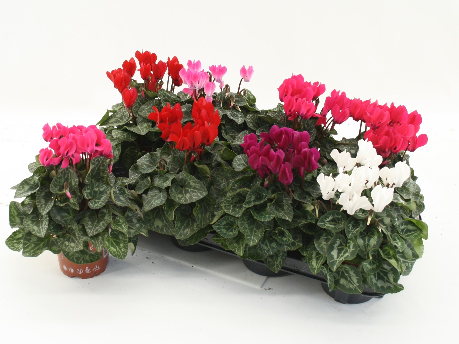 Boers - Tuinbouw Cyclamen Compact mix Pack of 8