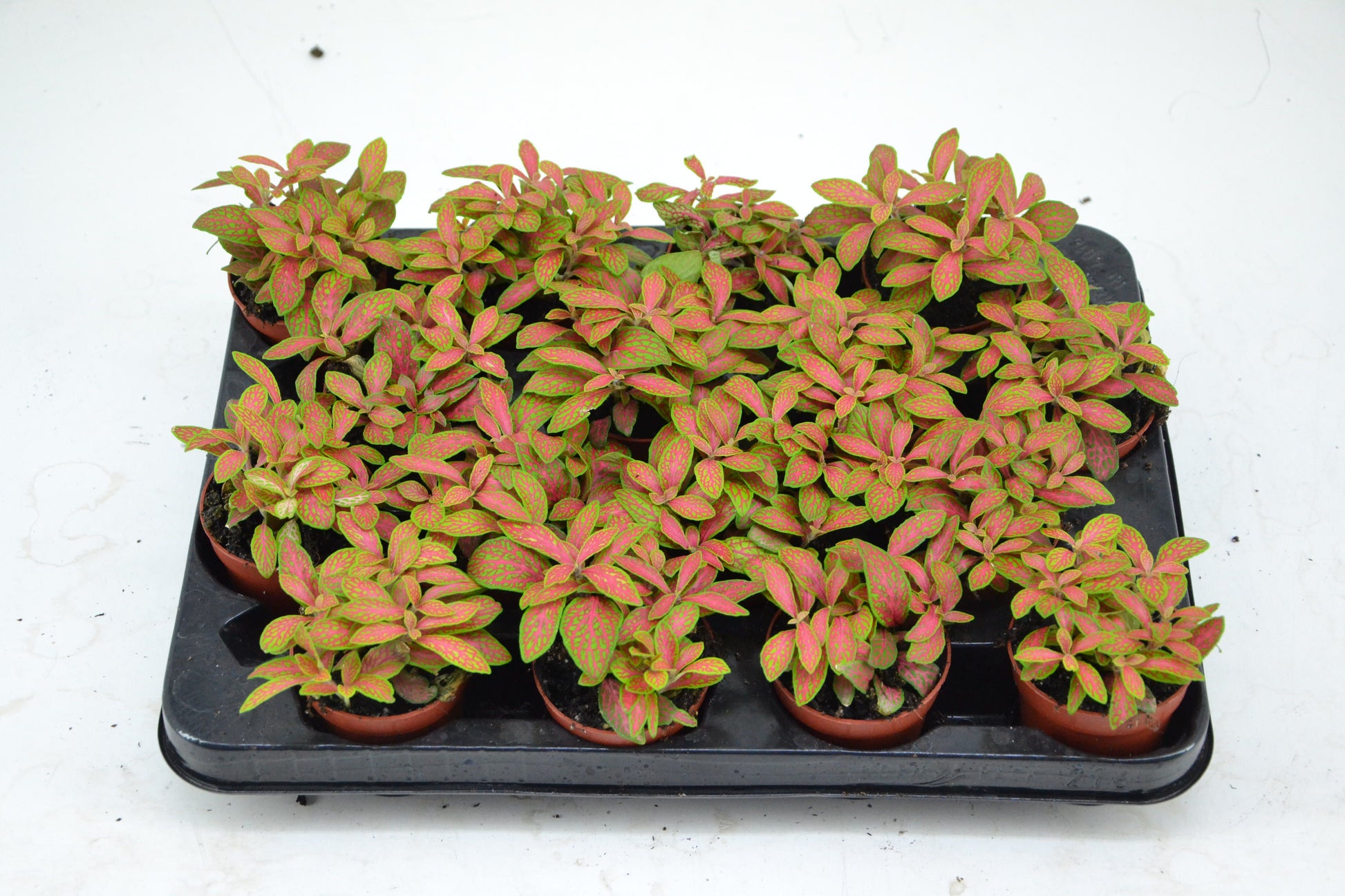 Fittonia Mosaic Skeleton 10cm 7cm Pot