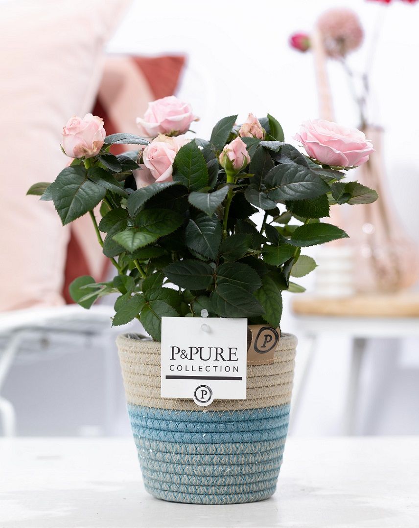 Rosa Beau Monde light pink 28cm 12cm Pot