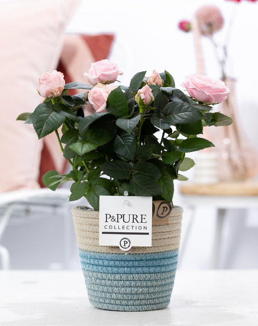 Rosa Beau Monde light pink 28cm 12cm Pot