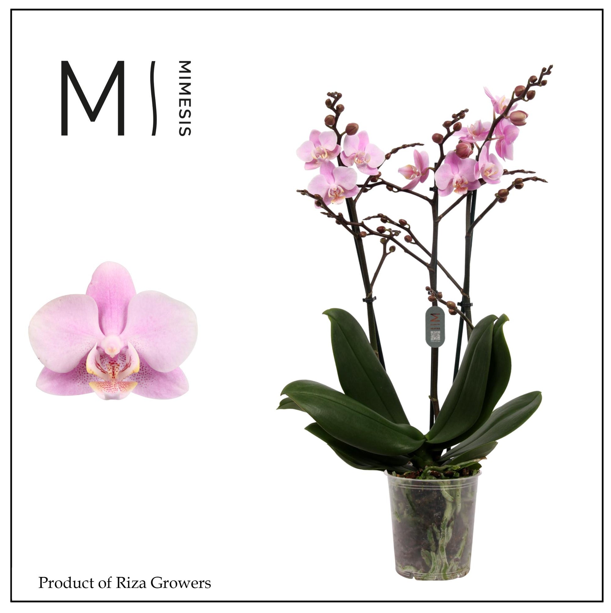 Phalaenopsis mf. Beaution 50cm 12cm Pot