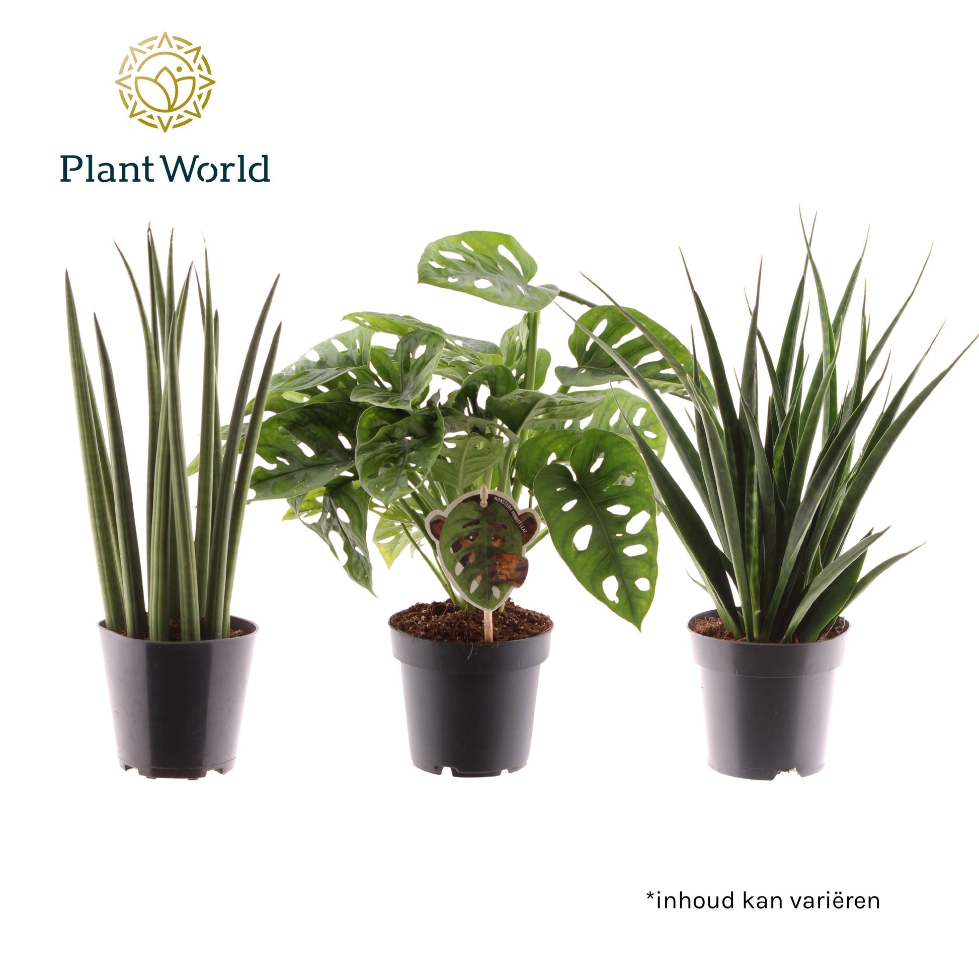 Foliage houseplants mix 28cm 12cm Pot