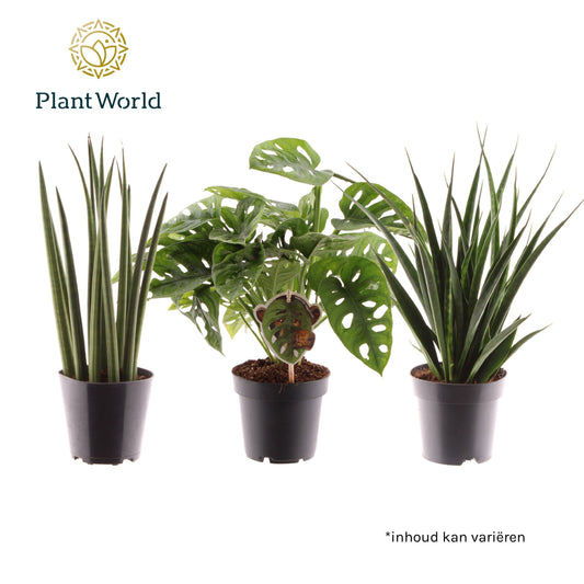 Foliage houseplants mix 28cm 12cm Pot