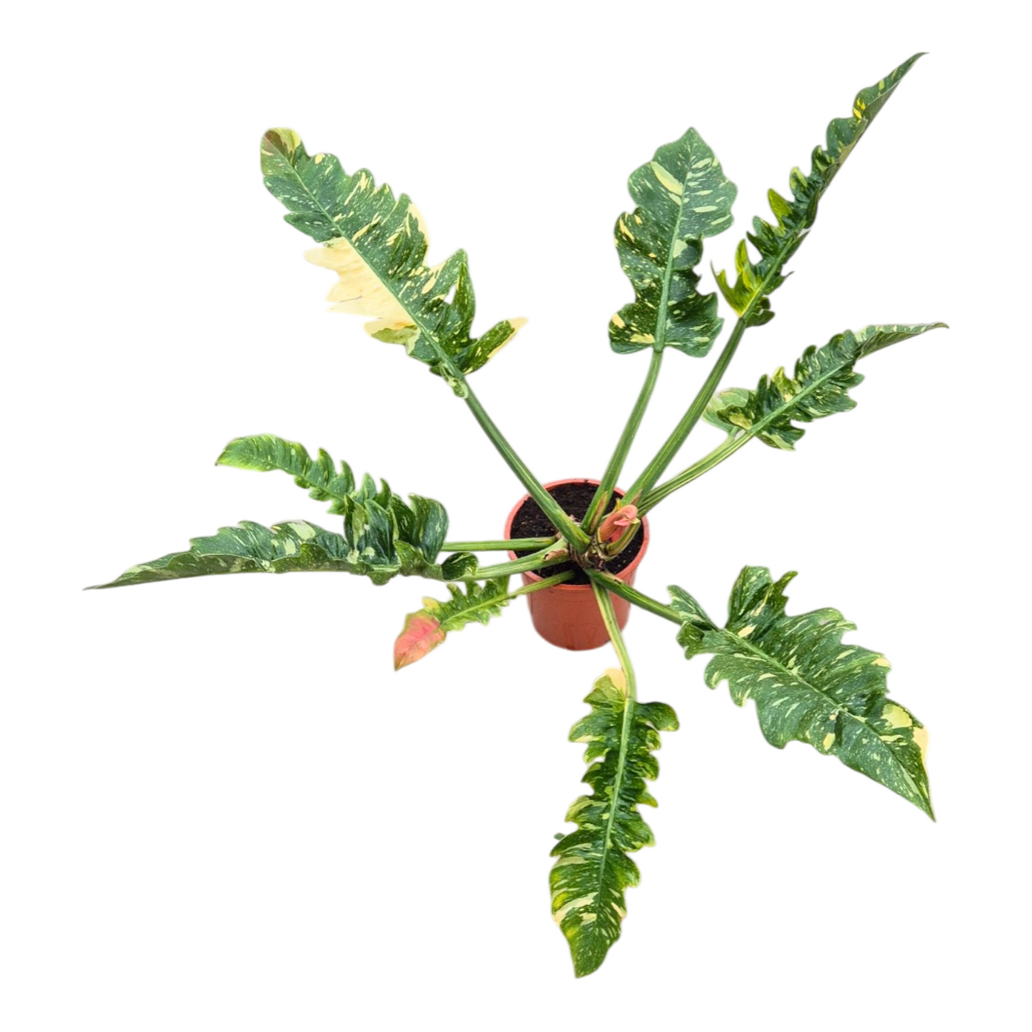 Philodendron scandens 70cm 17cm Pot