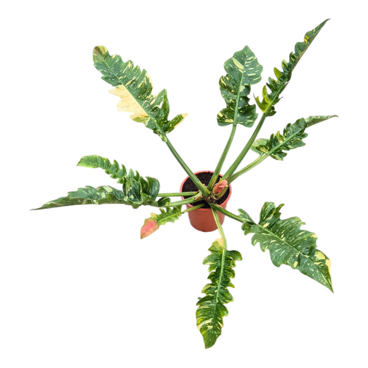 Philodendron scandens 70cm 17cm Pot