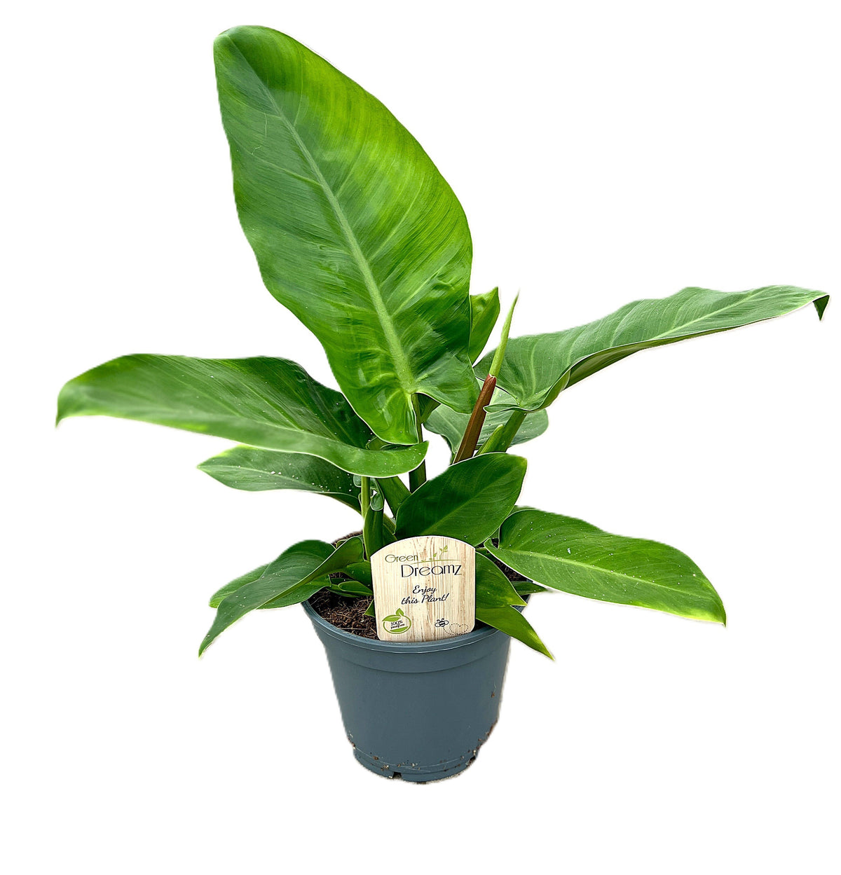 Philodendron Imperial Green 55cm 17cm Pot