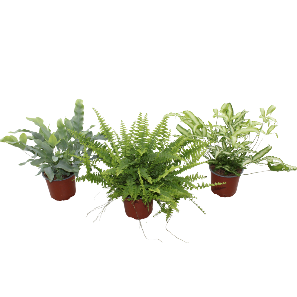 Ferns mix 30cm 12cm Pot