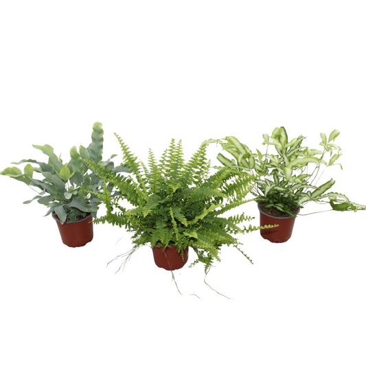 Ferns mix 30cm 12cm Pot