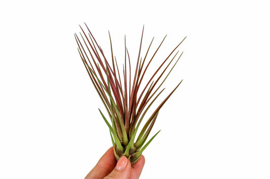 Tillandsia melanocrater 15cm 10cm Pot