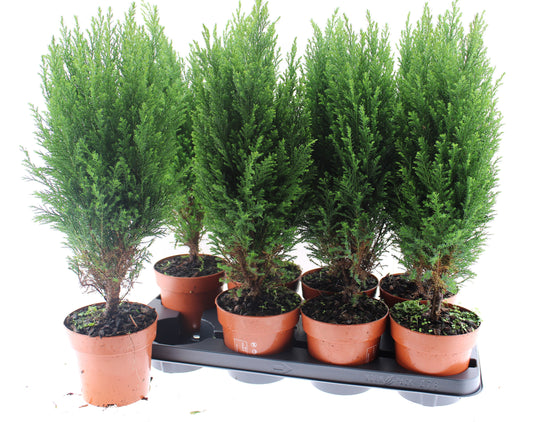 Chamaecyparis Ellwoodii 50cm 13cm Pot